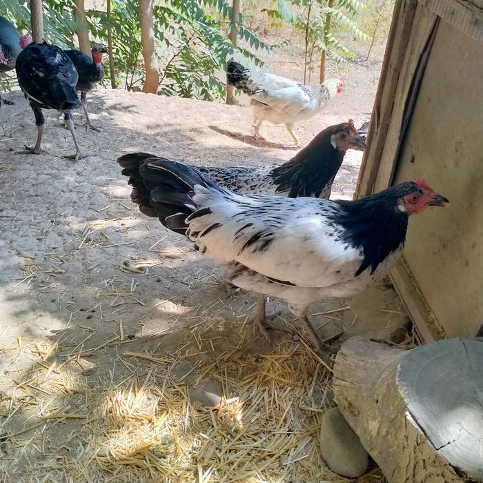 Adler  xoʻroz lakenfelder  xoʻrozlar bor Qora shaxzoda xoʻroz