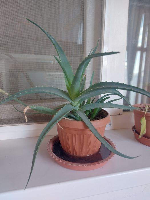 Продам комнатный цветок