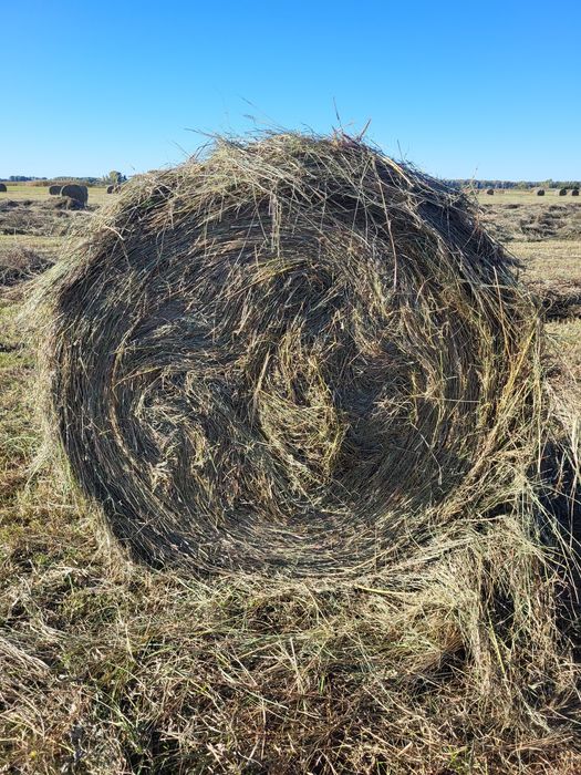 Сено 120×120 рулон сухое луговое разнотравье