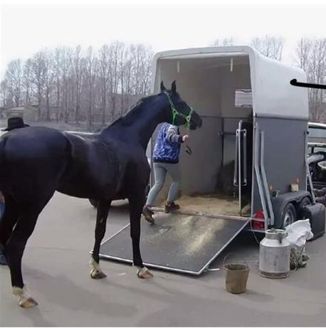 Перевозка на коневозке лошадей