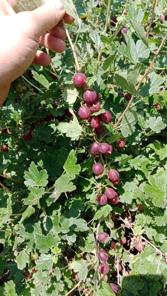Продам вишню,смородину,крыжовник