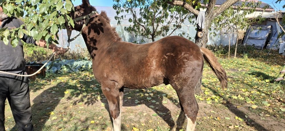 Manz tanar de vanzare