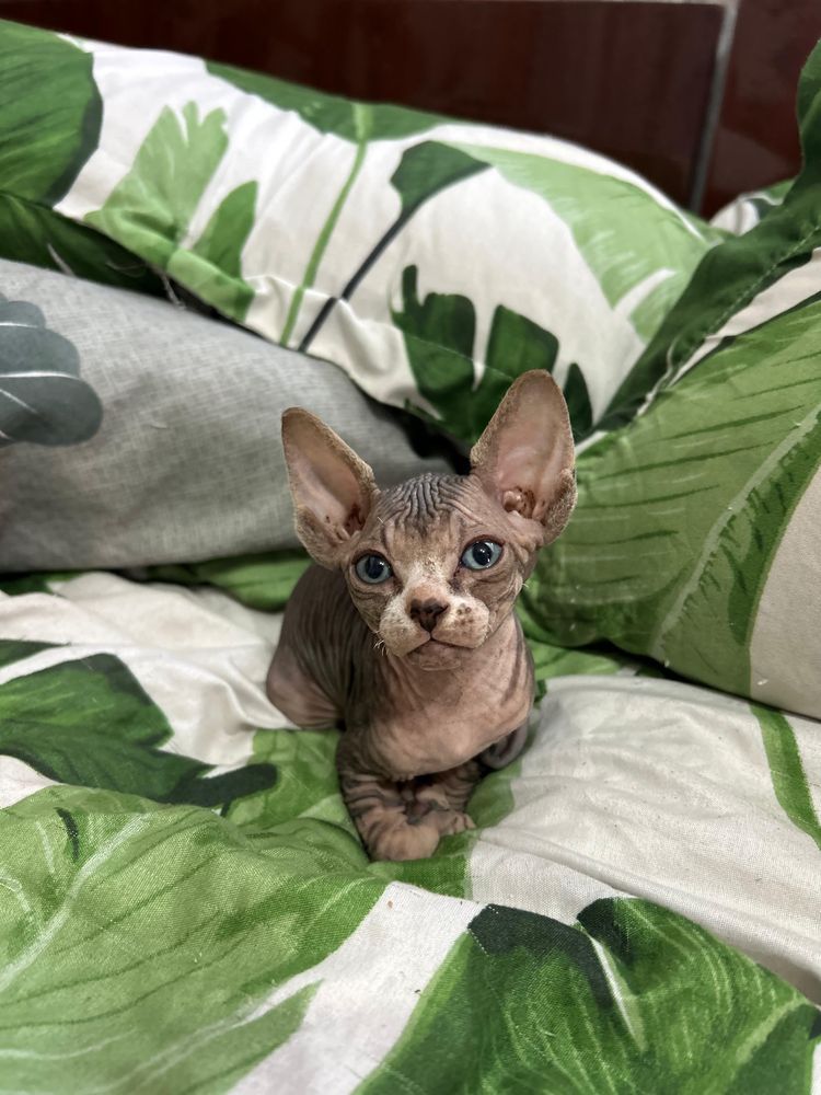 Котята сфинкс продаются
