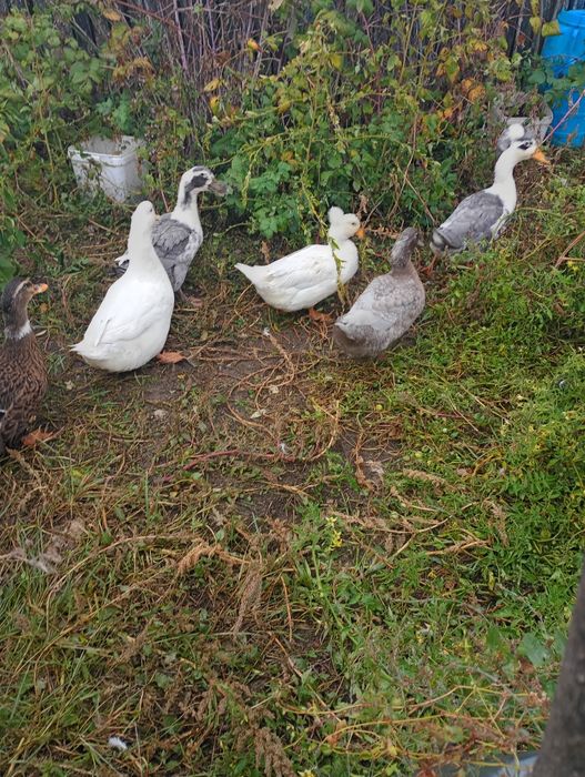 Vând sau schimb rațe