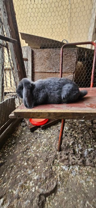 Disponibili 2 masculi berbec german