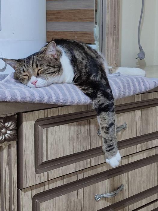 Пушистик в хорошие руки