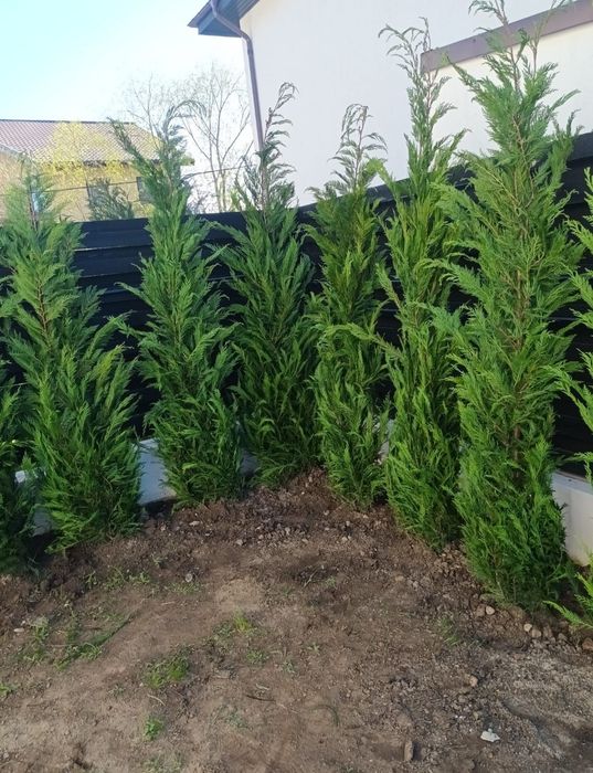 Leylandii 2.3m - 2.5m/ calitate premium/ preturi foarte mici!