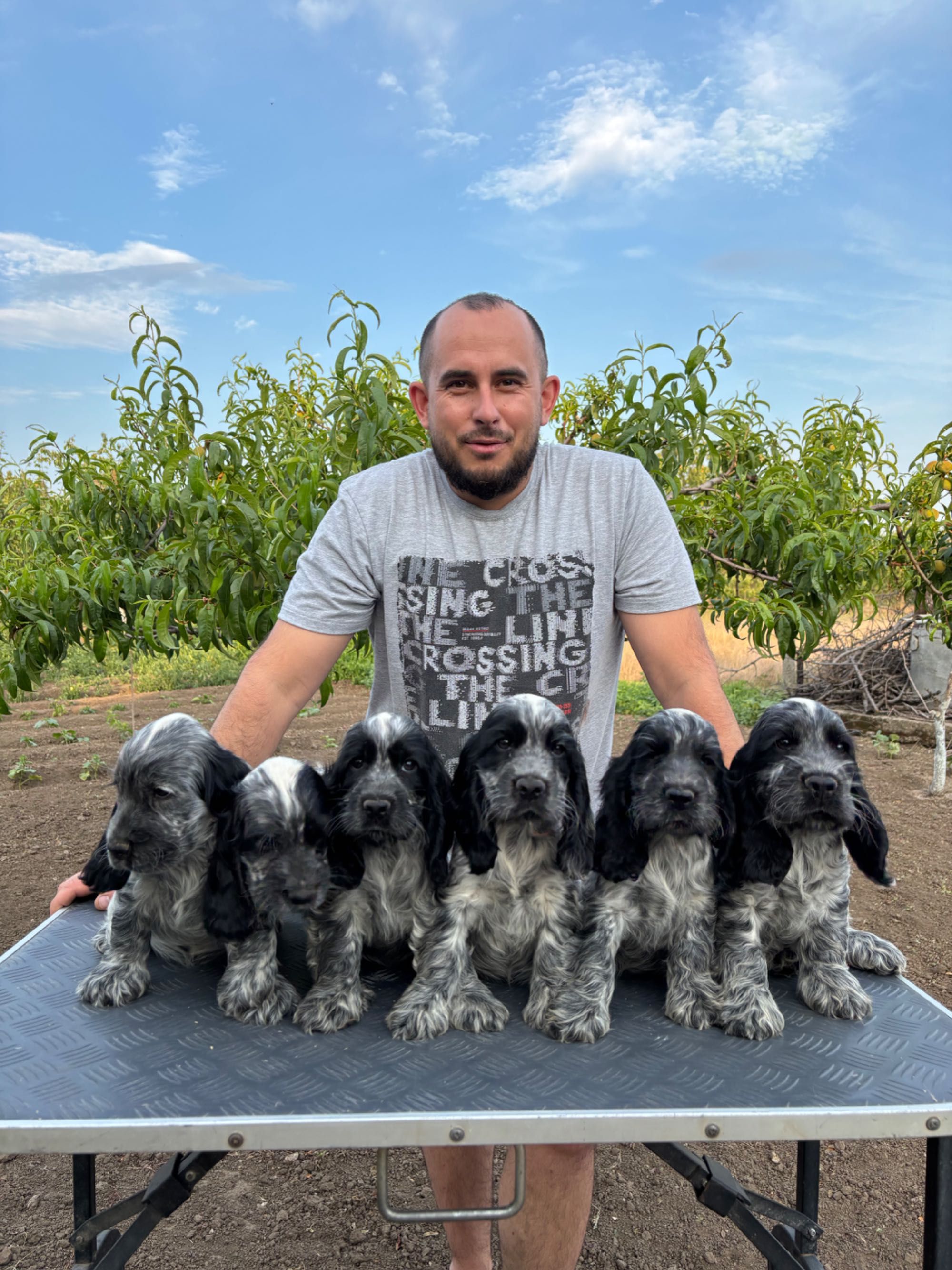Pui de Cocker Spaniel Englez