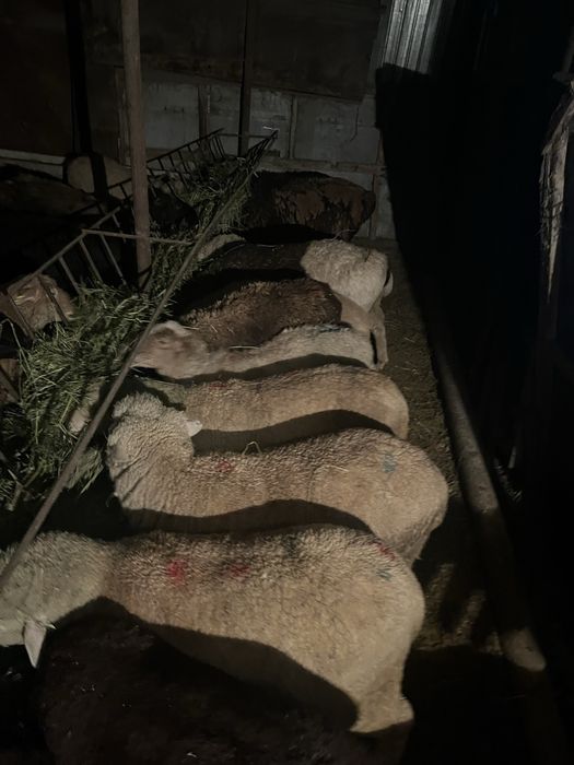 Семыз сектер сатылады