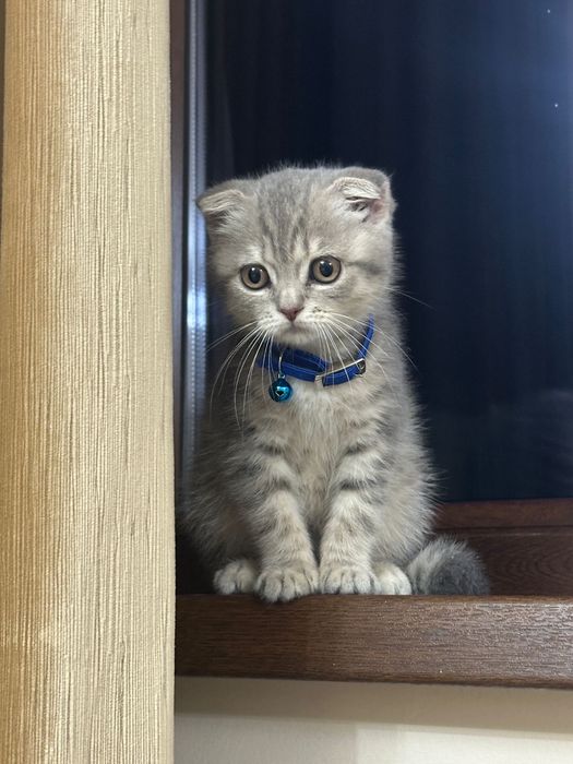 Scottish Fold femela