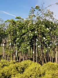 Arbori, arbuști și plante perene ornamentale pentru grădină