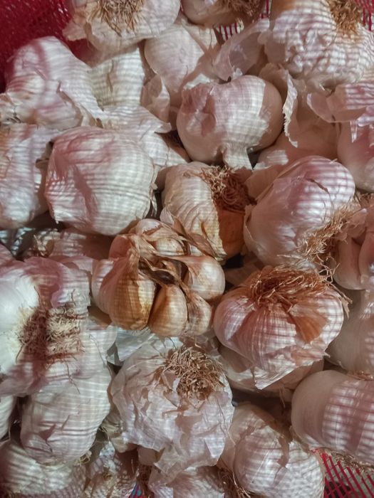 Usturoi de pus în pământ și consum