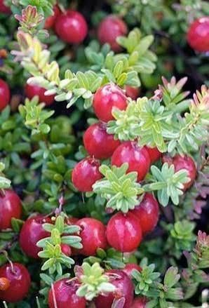 Arbusti Fructiferi (Merisor )