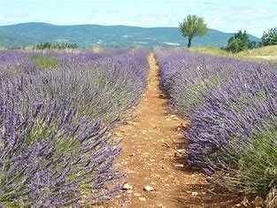 Plante Ornamentale! Iarba Pampas, Tuia Smaragd, Buxus! Curier!