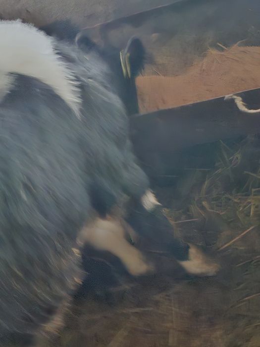 Vând tauras intarcat