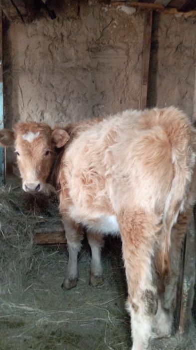 Теленок, тёлка 10 месячная