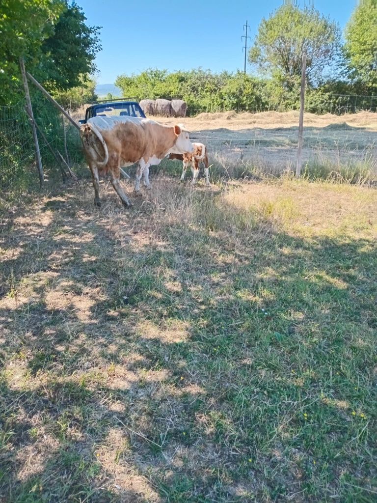 Vand vaca de 4 Ani cu vitel de 1 saptamana pret 7200 Lei neg
