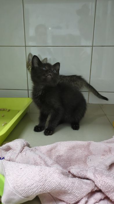 Котята в добрые и ответственные руки