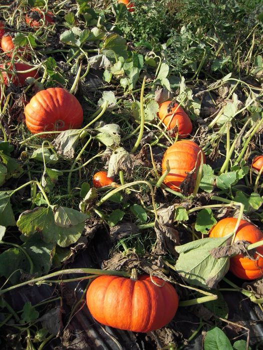 Продам дачную тыкву