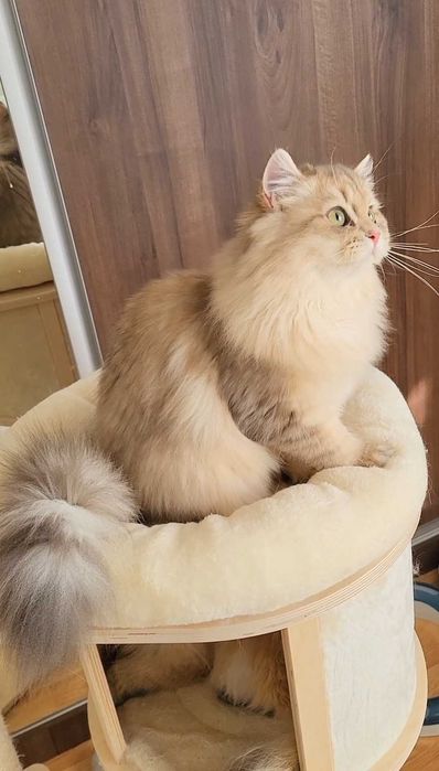 British longhair fetita exemplar cu pedigree