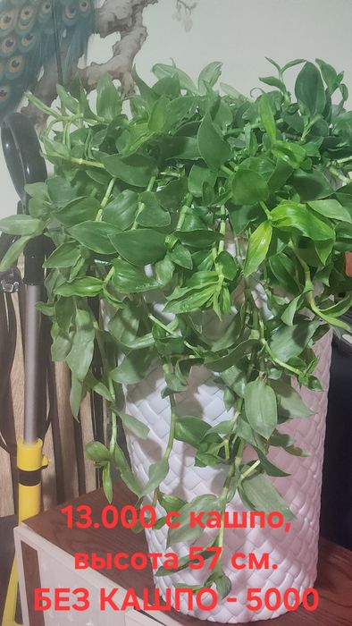 Продам комнатные растения - традесканции