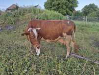 Vand vaca cu vitel