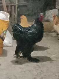 Продам свежие яйца породы брама для разведения цыплят яйца свежие