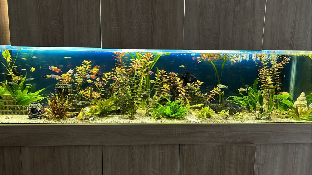 Amenajare, mentenanta acvarii si iazuri