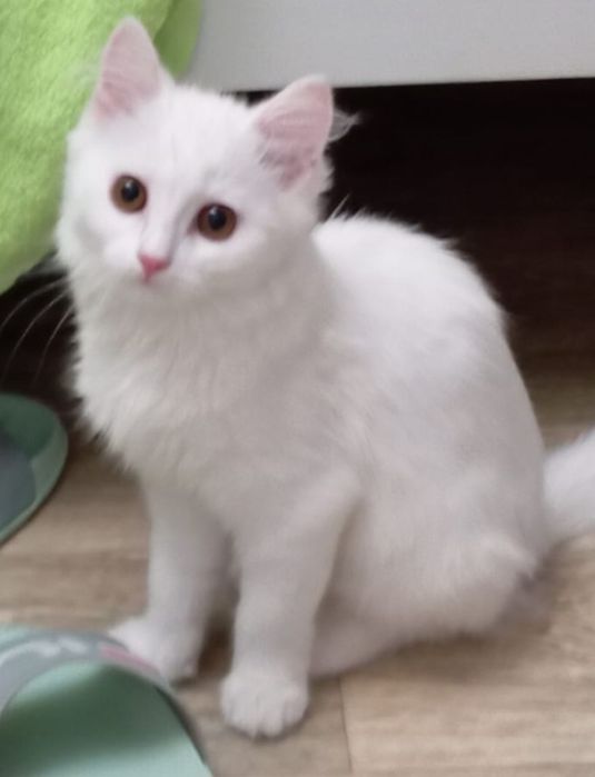 Отдам в хорошие руки котенка