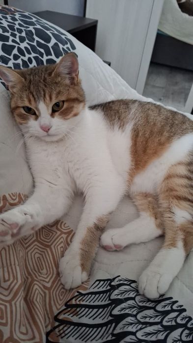 Отдам в хорошие руки, Кот , кастрированный ,к лотку приучен, шустрый
8