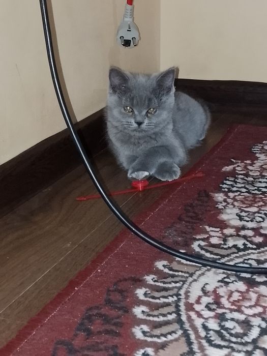 Mushukcha streyt sotiladi.