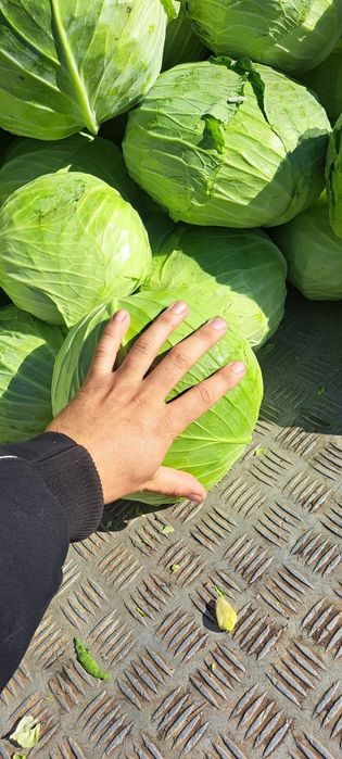 Varza de tomna ( Beverly Hills)