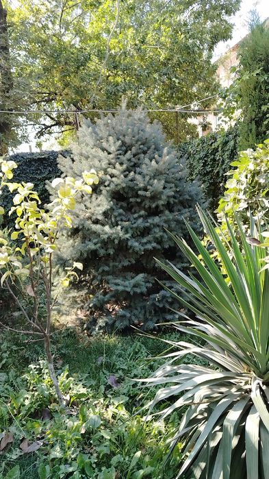 Арча сотилади Голубой ел