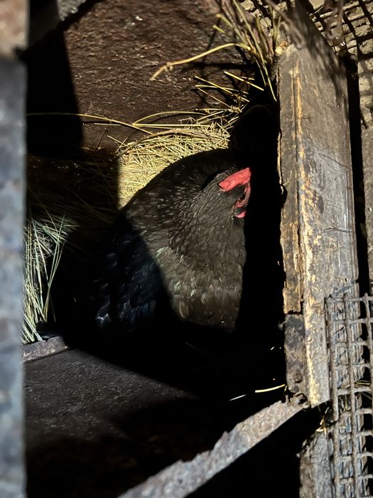 Продаю квочку домашнюю.