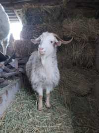 Продаются козы ангорские, козел для вязки