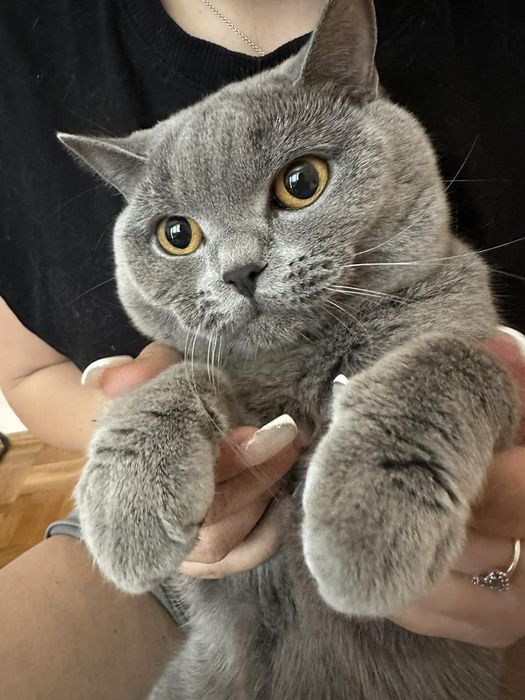 Британска мъжка котка