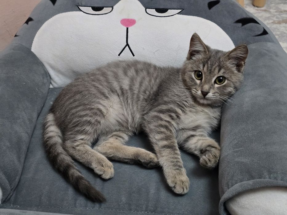 Отдам котика в добрые руки