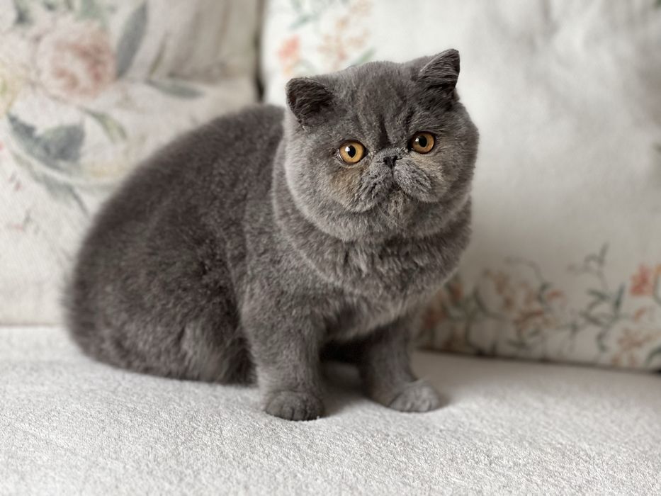 Елитно плюшено екзотично късокосместо коте