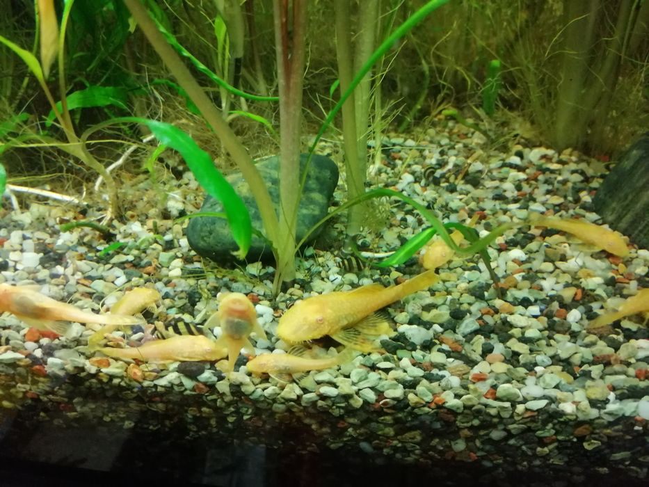 Pesti de acvariu Ancistrus albino