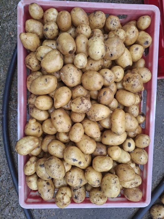 Картофи сорт Сорая