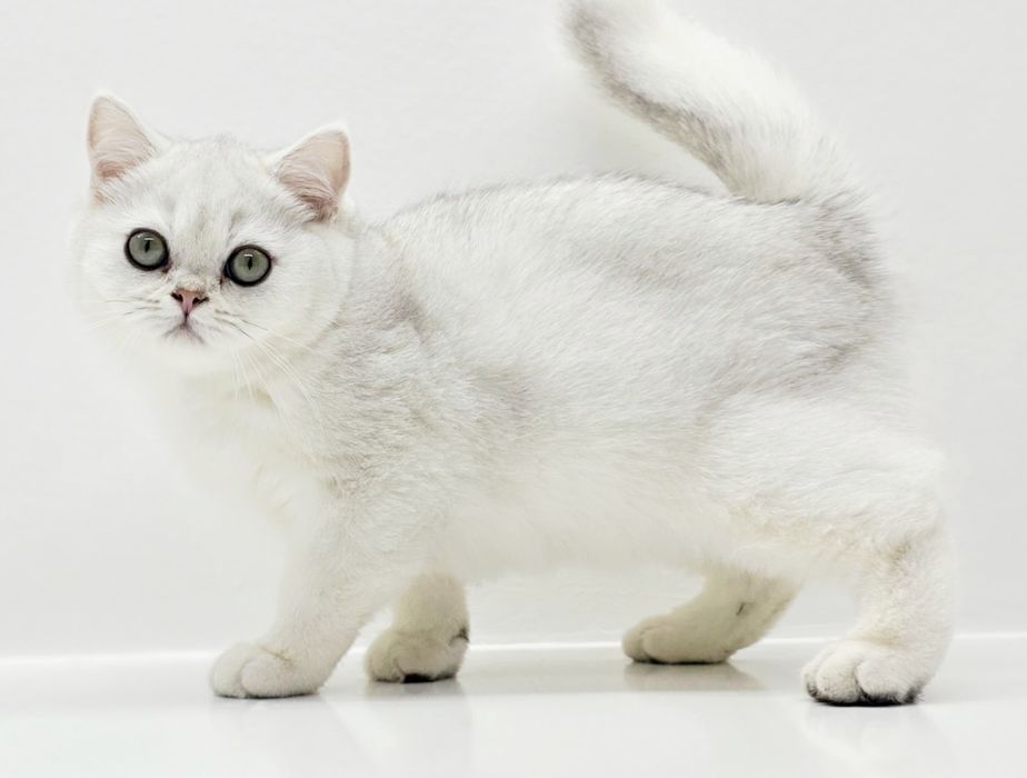 Котик  БриТансКий сереБро шинШилла