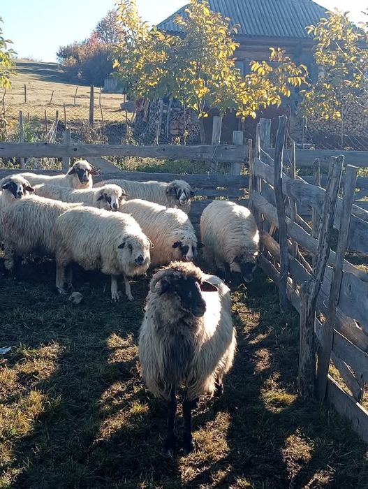 De vânzare 11 oi bune