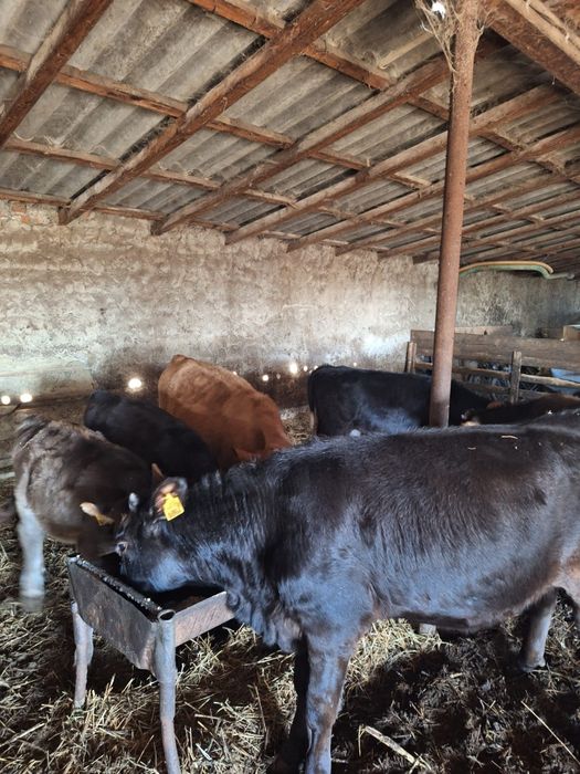 Vând 9 vițele, rasa mixta