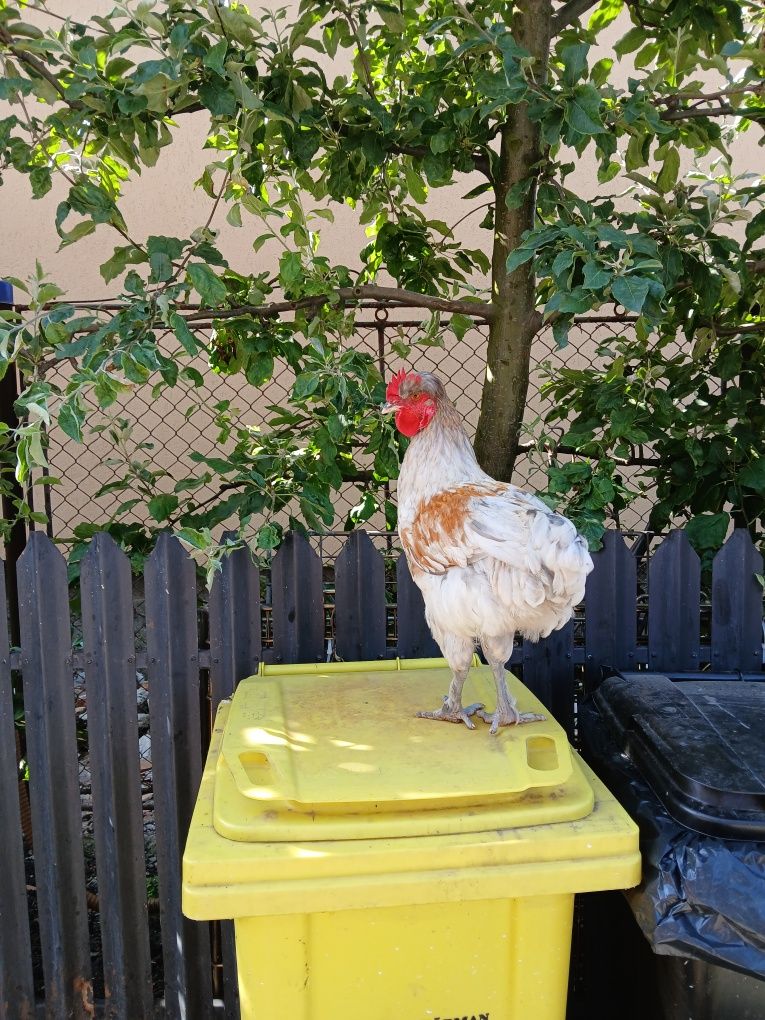 Vand sau schimb  cocoși tineri