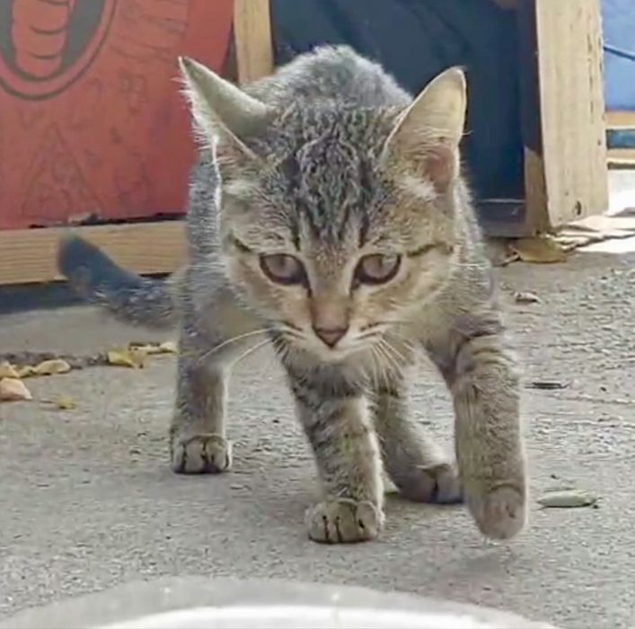 Самые ласковые котята в добрые руки!