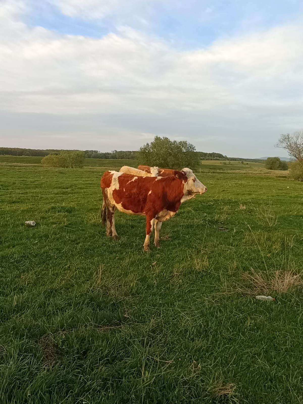 Vaca de vânzare beliu