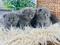 British shorthair si Scotish fold absolut superbi