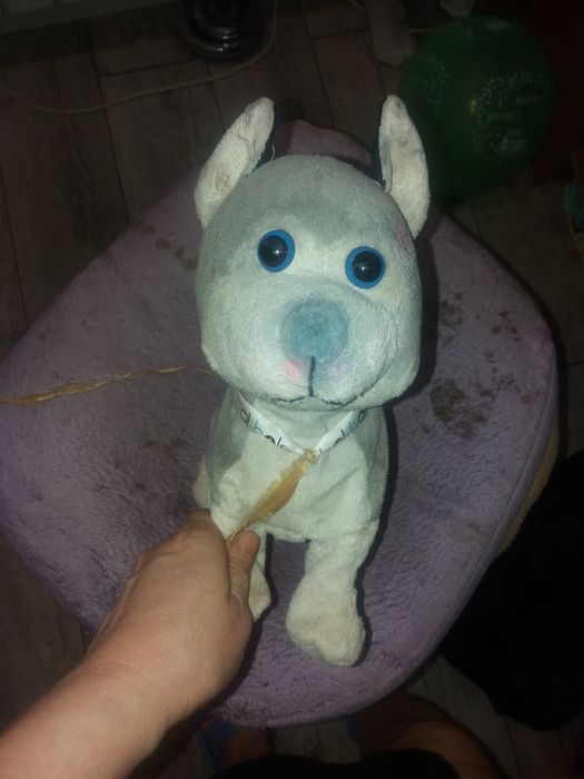 Собака 5000 Бал Бала