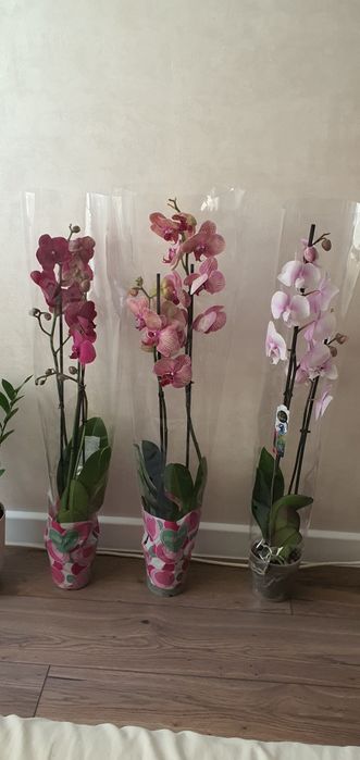 Продам фалинопсис ( орхидея) Свежий с Голландии