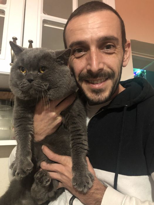 Чистокръвно британско момче на 5 месеца с родословие